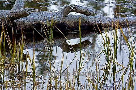 lakeshore log and grass 2 graphic